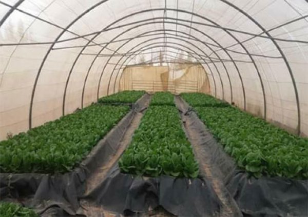 الزراعة»: حزمة إجراءات لزيادة إنتاج صوب الخضراوات ومكافحة الآفات