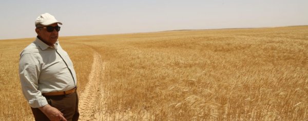 وزير الزراعة يفتتح موسم حصاد القمح بمشروع غرب المنيا