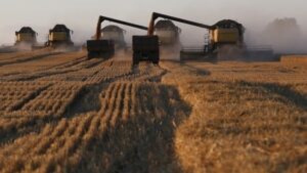 عالميًا.. أسعار القمح تتراجع مع وفرة المحاصيل واحتدام المنافسة