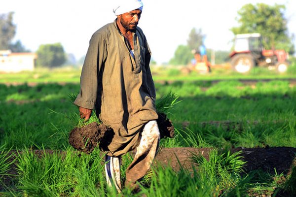 محمد القرش: الزراعة التعاقدية تكفل للمزارع سعر عادل للمحصول