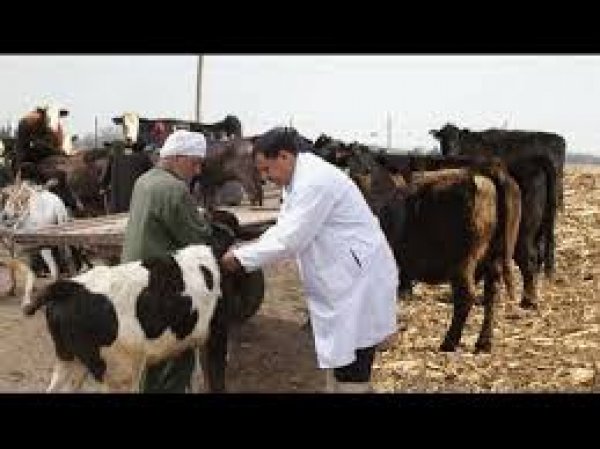 الزراعة : تحصين 726 ألف رأس ماشية ضد الحمى القلاعية