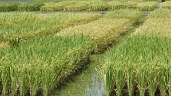 الزراعة تحدد9 محافظات  لزراعة محصول الأرز خلال الموسم المقبل
