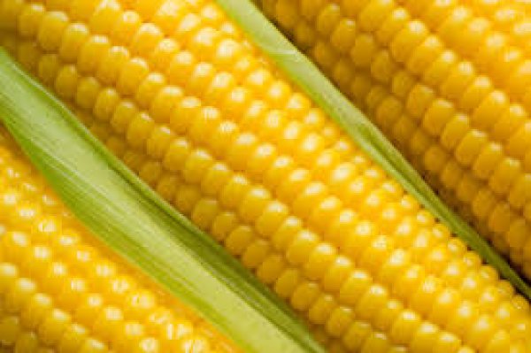 الزراعة تعلن أسعار تقاوي الذرة والسمسم للموسم الصيفي