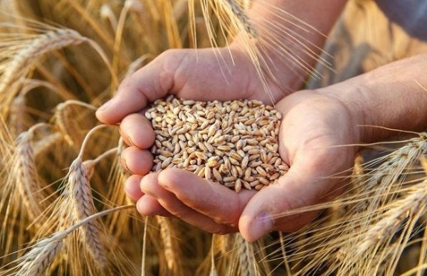 روسيا تسلم زيمبابوي 25 ألف طن من القمح