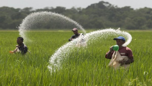 «الزراعة» توفر 1.8 مليون طن أسمدة للمحاصيل الشتوية
