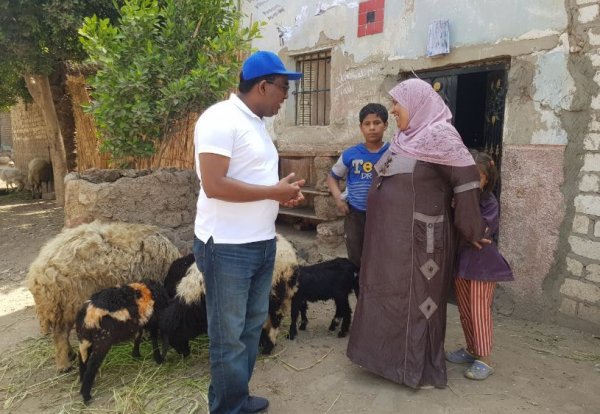 «الفاو» تسلم 80 مشروعا لتسمين الماعز والعجول بأسيوط وأسوان