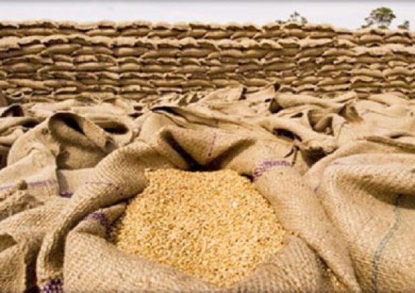 مصادر ترجح رفع قيمة توريد القمح المحلي إلى 1200 جنيه
