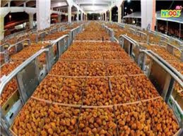 «تصديرى الصناعات الغذائية»: 50 مليون دولار صادرات التمور العام الماضى