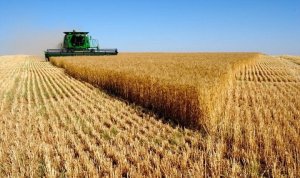 وزير: حرب روسيا قد تحرم العالم من القمح الأوكراني لثلاثة مواسم