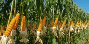 شركة تنمية الريف المصري تطلق مبادرة لتشجيع زراعة الذرة وفول الصويا