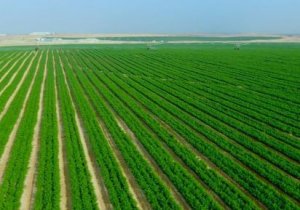 نقيب الزراعيين: ما تم استصلاحه من الأراضي الزراعية يعادل ما يوجد في 3 محافظات على خط النيل