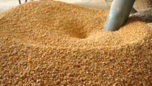 وزير التموين: الاحتياطي الاستراتيجي من القمح يكفي 4.8 شهر