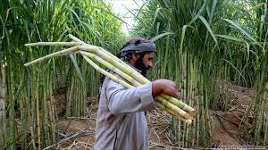 الزراعيين: تراجع مساحات قصب السكر المنزرعة فى أسوان 