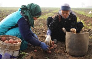 بيبسيكو مصر: انطلاق موسم الحصاد الثالث لمحصول البطاطس في بني سويف