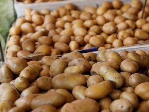 الزراعة: الـ4 كيلو البطاطس في منافذنا بـ10 جنيهات واللحوم البلدي بـ185 جنيها