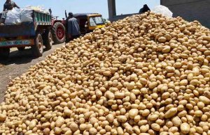 “الزراعة”: لا يوجد عجز في تقاوي البطاطس والكميات المتاحة تكفي للعروة الصيفية
