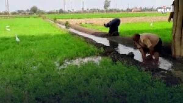 “الزراعة” تشكل لجنة لبحث زراعة أرز الجفاف