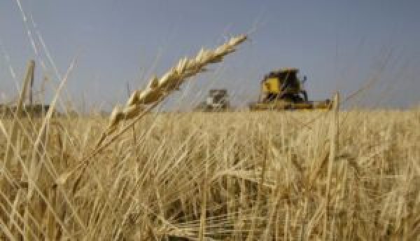 أوكرانيا قد تحصد 20 مليون طن من القمح الشتوي في 2024