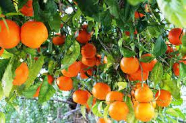 بدء موسم تصدير البرتقال