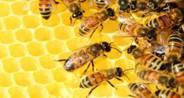 السعودية ترفع الحظر عن استيراد النحل المصرى