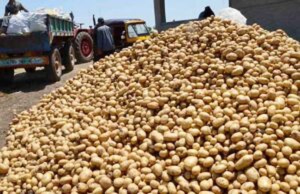 الزراعة تعلن فتح الأسواق البرازيلية أمام البطاطس المصرية 
