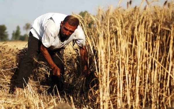 الزراعة: نستهدف زيادة الرقعة الزراعية 3.3 مليون فدان حتى 2030 لرفع إنتاجية القمح