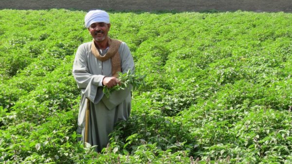 “الإيفاد” يوافق على مد تنفيذ مشروع الاستثمارات الزراعية المستدامة لمدة 18 شهرا إضافية