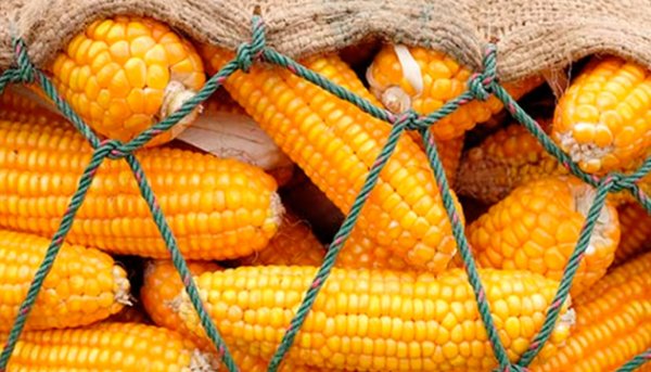هيئة السلع التموينية تشتري 120 ألف طن من الذرة الصفراء في ممارسة