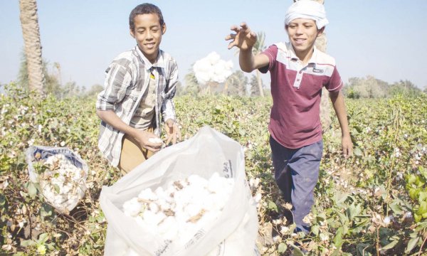 الزراعة :استلام «قطن الإكثار» من المزارعين مطلع سبتمبر