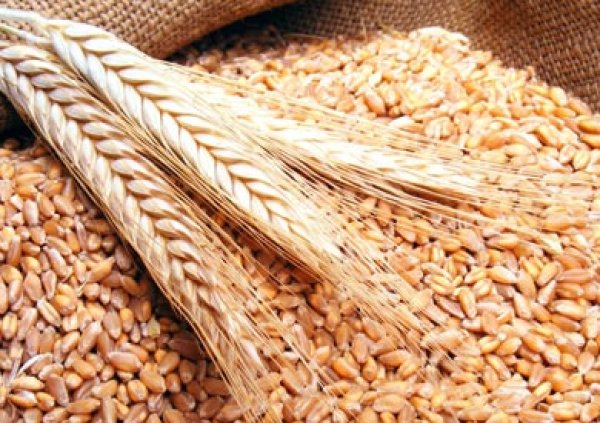 مسئول بالتموين: ملتزمون بدفع كل التزاماتنا لموردي القمح