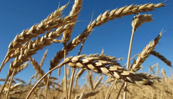 أسعار القمح العالمية تتراجع إلى أقل مستوياتها منذ 3 شهور