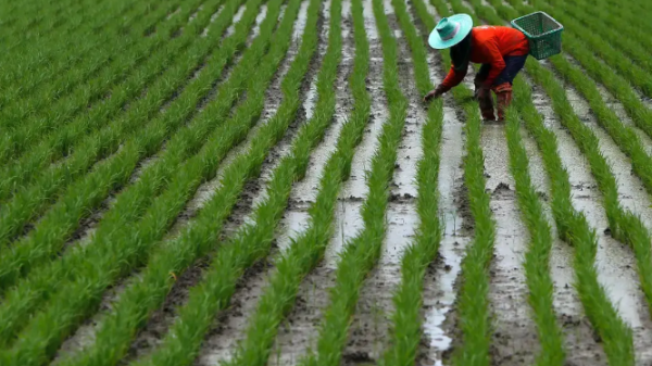 الهند تفرض مزيدا من القيود على صادرات الأرز
