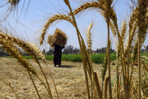الهند تحذر من تفاقم مشكلة الأمن الغذائى عالميًا بعد تعليق اتفاق تصدير الحبوب