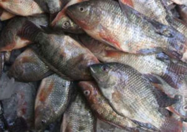 الإحصاء: 47.9% ارتفاعا في أسعار الأسماك والمأكولات البحرية خلال فبراير الماضي