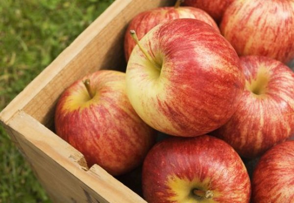 وزير الزراعة اللبناني: الأردن يفتح أبوابه لاستيراد التفاح السبت المقبل