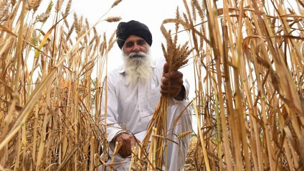 رويترز: مصر تتفق على شراء نصف مليون طن من القمح الهندي