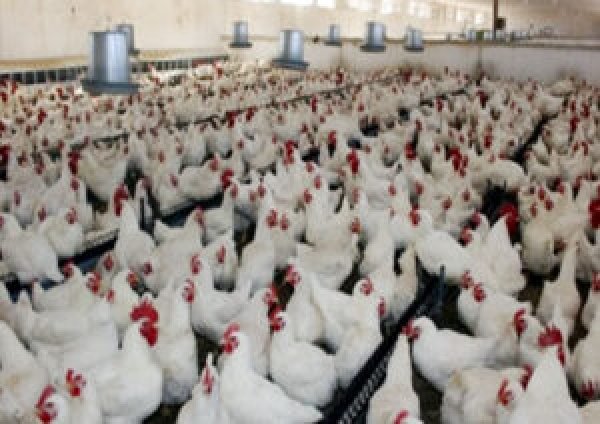 أمريكا تفرض قيودًا على واردات الدواجن الفرنسية بسبب إنفلونزا الطيور