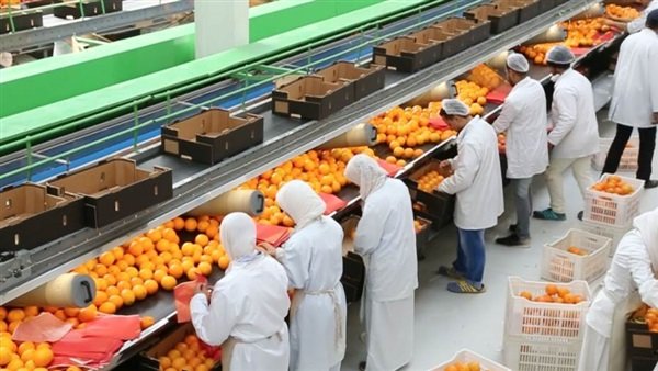 الزراعة: ارتفاع صادرات مصر إلى 4 ملايين طن خلال 6 أشهر