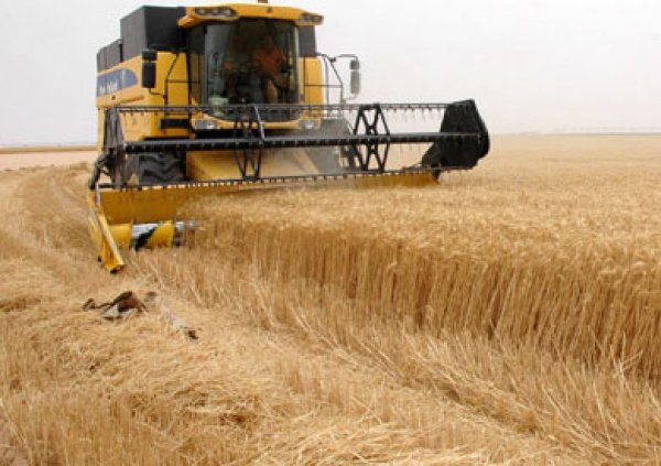 الصادرات الزراعية الأوكرانية قد ترتفع إلى 4 ملايين طن في أغسطس