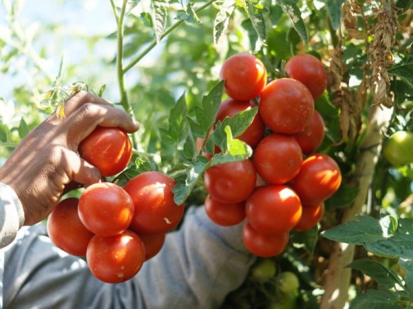 فريق عمل مشروع أممي يختار الجهة المستضيفة للمركز التعليمي لدعم مزارعي الطماطم 