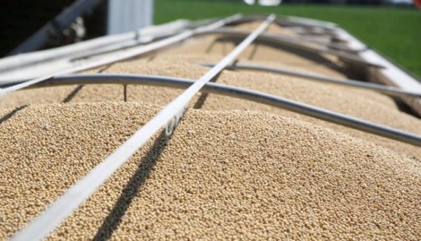 انخفاض فول الصويا 2%‭‬ مع تراجع القمح والذرة
